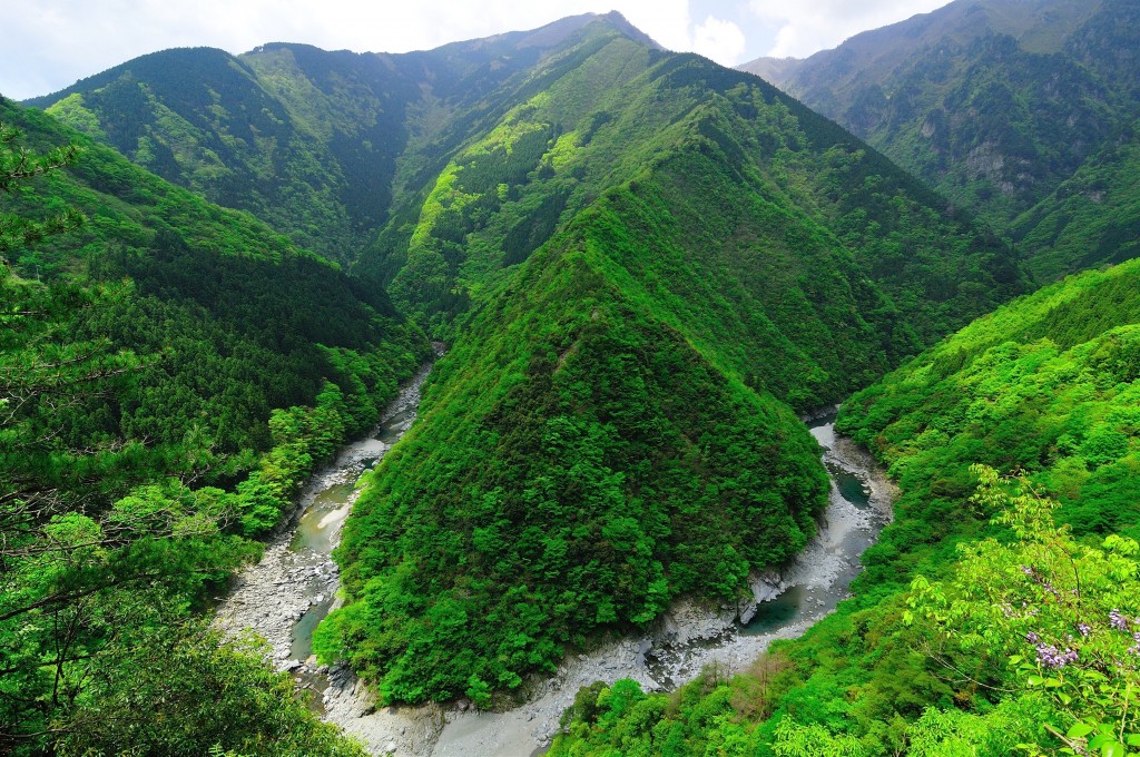 ウッジョブ グッジョブ みんなで徳島の森を守ろう 日刊あわわ