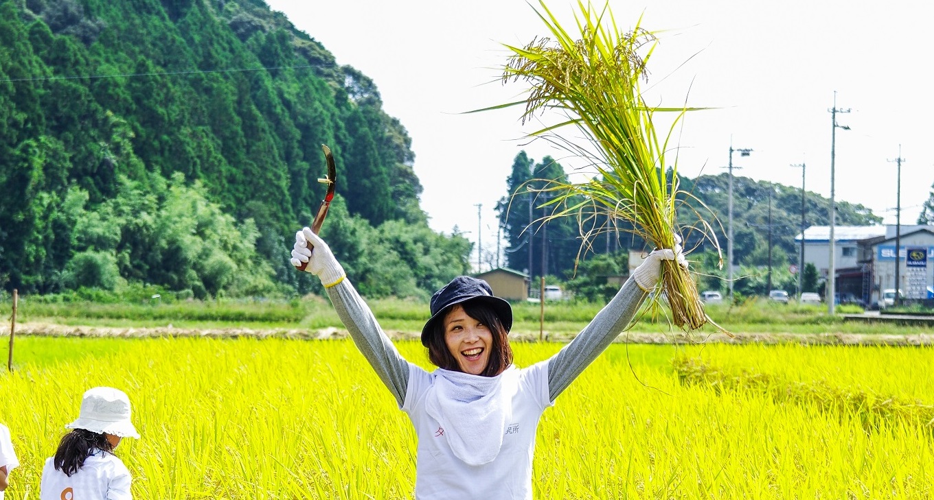 こだわり農法で育った徳島の美味しいお米を、アラフォーが収穫してきました