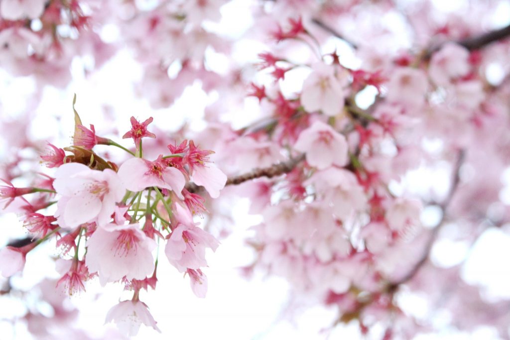 まもなく徳島でも桜が開花！ メンズは大至急 桜イベント情報をGETすべし