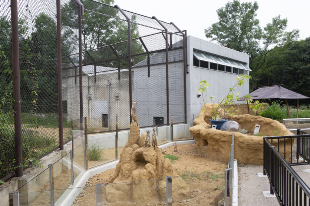 徳島市 ミーアキャットにメロメロ とくしま動物園 北島建設の森 リニューアルの裏側も 日刊あわわ
