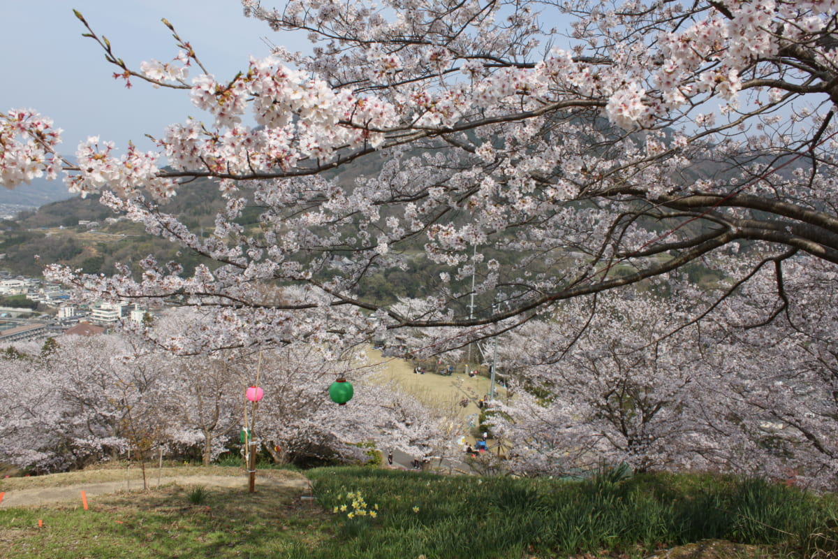年最新 やっぱりお花見がしたい 徳島の桜名所まとめ 日刊あわわ 年最新 やっぱりお花見がしたい 徳島の桜名所まとめ 日刊あわわ