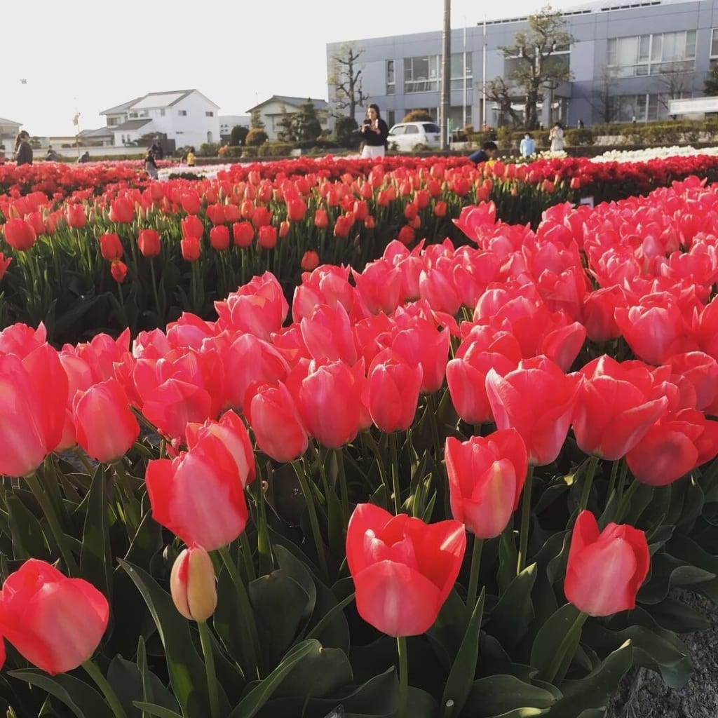 4月～5月上旬の徳島県下お花情報【桜の後は～チューリップに、フジの花】
