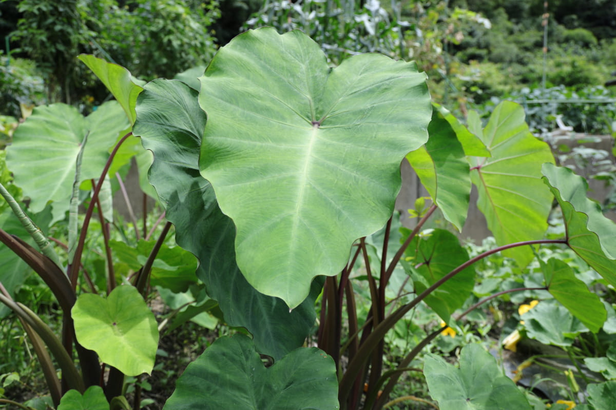 徳島で遊ぼう しげ 徳島の畑で 京野菜とさけぶ の巻 日刊あわわ