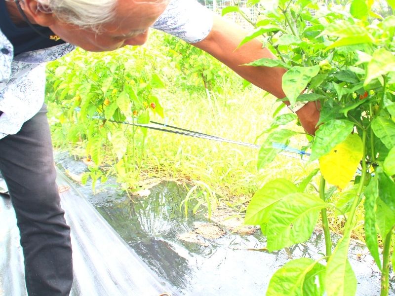 ベスト オブ 激辛 ギネス認定されたシビレる辛さの調味料に 緑の悪魔が登場 日刊あわわ