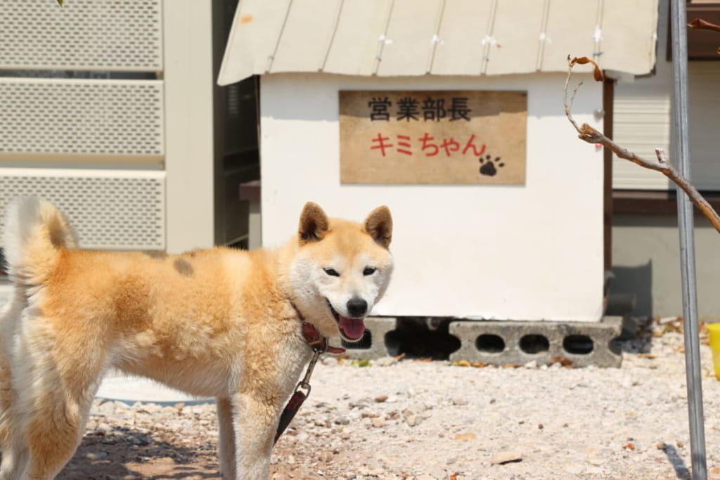 3月renewal 椿自然園 つばきしぜんえん 阿南市椿町 獲れたての幸と絶景がごちそう しわしわいきましょう 日刊あわわ