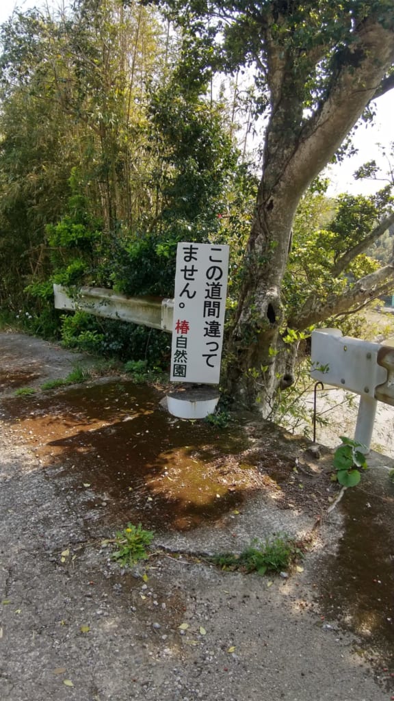 3月renewal 椿自然園 つばきしぜんえん 阿南市椿町 獲れたての幸と絶景がごちそう しわしわいきましょう 日刊あわわ