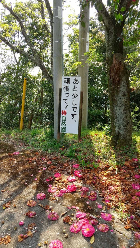 3月renewal 椿自然園 つばきしぜんえん 阿南市椿町 獲れたての幸と絶景がごちそう しわしわいきましょう 日刊あわわ