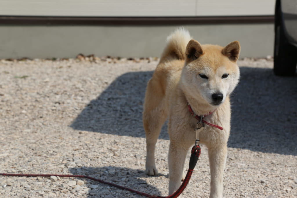 3月renewal 椿自然園 つばきしぜんえん 阿南市椿町 獲れたての幸と絶景がごちそう しわしわいきましょう 日刊あわわ