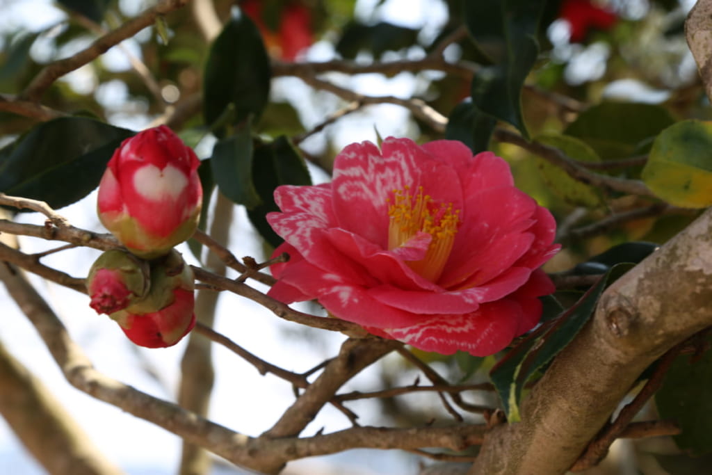 3月renewal 椿自然園 つばきしぜんえん 阿南市椿町 獲れたての幸と絶景がごちそう しわしわいきましょう 日刊あわわ