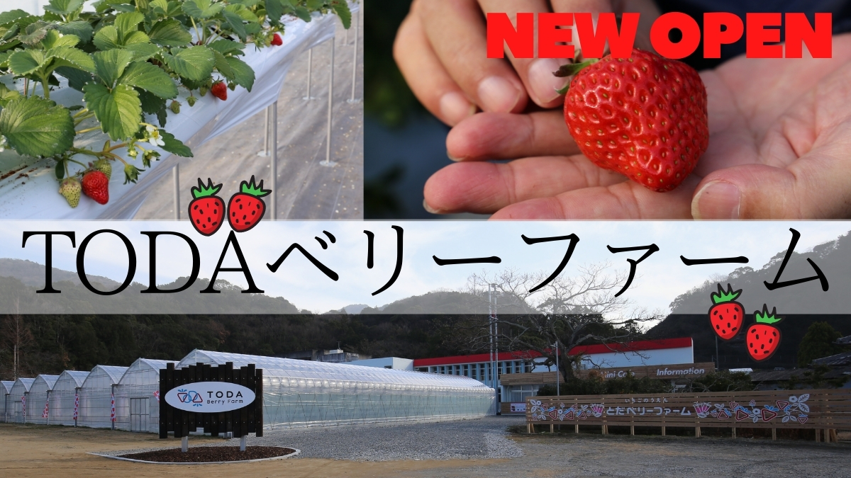 21 1月open Todaベリーファーム 鳴門市北灘町 グラウンドでいちご狩り 廃校が観光いちご農園として 再び人と笑顔が集まる場所に生まれ変わる 日刊あわわ 21 1月open Todaベリーファーム 鳴門市北灘町 グラウンドでいちご狩り 廃校が観光いちご農園として 再び人と笑顔が集まる場所に生まれ変わる 日刊あわわ