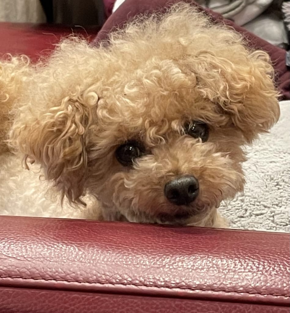 ペットコーナー 幸せを呼ぶペットライフ We Love Pet9月版 日刊あわわ ペットコーナー 幸せを呼ぶペットライフ We Love Pet9月版 日刊あわわ