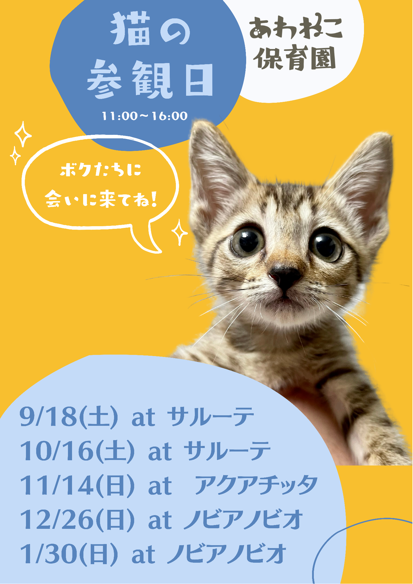 猫の参観日 譲渡会 In アクアチッタ 徳島のイベント情報 日刊あわわ 猫の参観日 譲渡会 In アクアチッタ 徳島のイベント情報 日刊あわわ