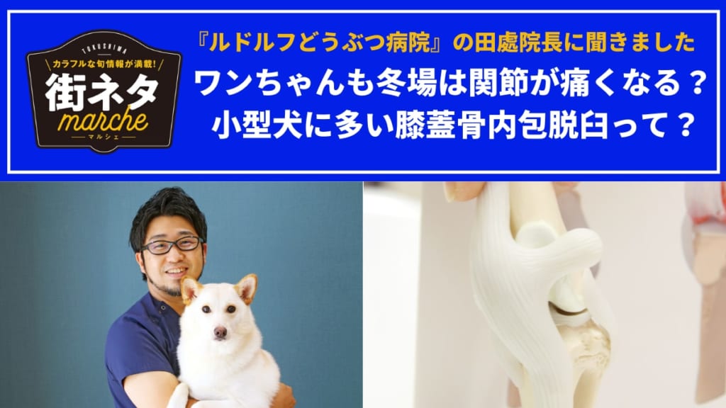 街ネタ ルドルフどうぶつ病院 徳島市佐古一番町 ワンちゃんも冬場は関節が痛くなる 小型犬に多い膝蓋骨内包脱臼って 日刊あわわ
