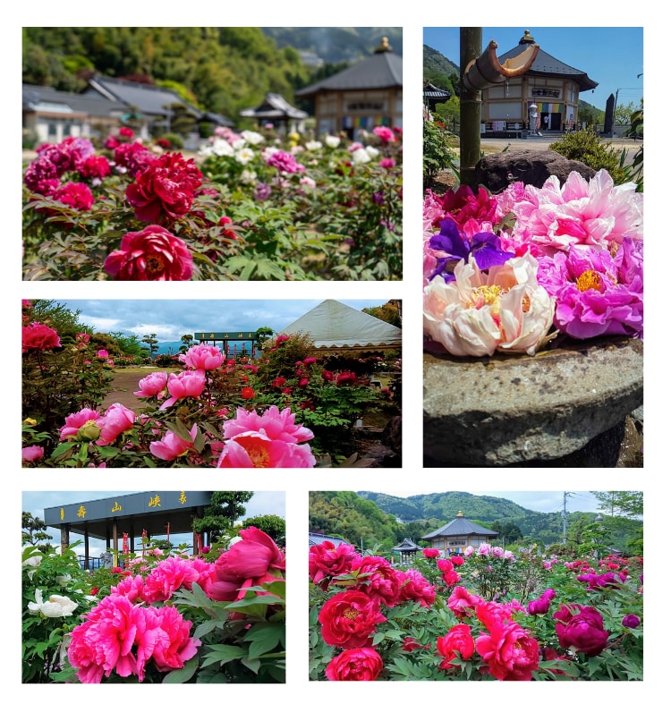 画像に alt 属性が指定されていません。ファイル名: 3d9945d4e2247d344bdf055378e77823-20220330154842.jpg