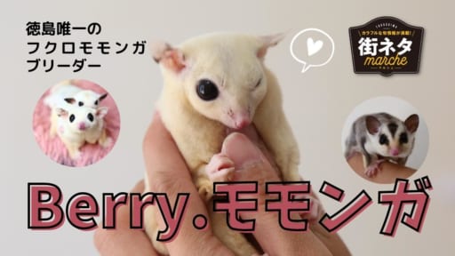 【TOPICS】Berry.モモンガ（阿南市羽ノ浦町）徳島唯一のモモンガブリーダー、フクロモモンガをペットに迎える魅力とは!?